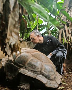 Zootierarzt Jean-Michel Hatt im Einsatz bei den Aldabra-Riesenschildkröten.