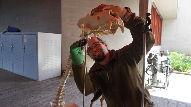 Sam Keller ist an der Kantonsschule Zug nicht nur Herr über die rund 100 Tiere, sondern auch über die Sammlung von Präparaten und Skeletten. Hier baut er ein Löwenskelett zusammen.