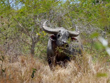 Auf der Nachbarinsel Rinca gibt es weniger Mähnenhirsche, dafür aber mehr Wasserbüffel. Diese sind schwieriger zu jagen, deshalb sind die Komodowarane hier auch merklich kleiner und dünner.