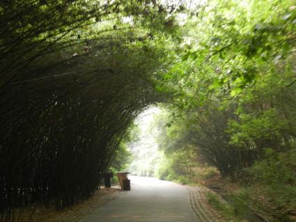 In der «Panda Base» spaziert man durch schattige Bambuswälder.