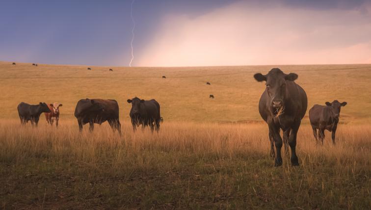 Aus Australien: Lowline Cattle