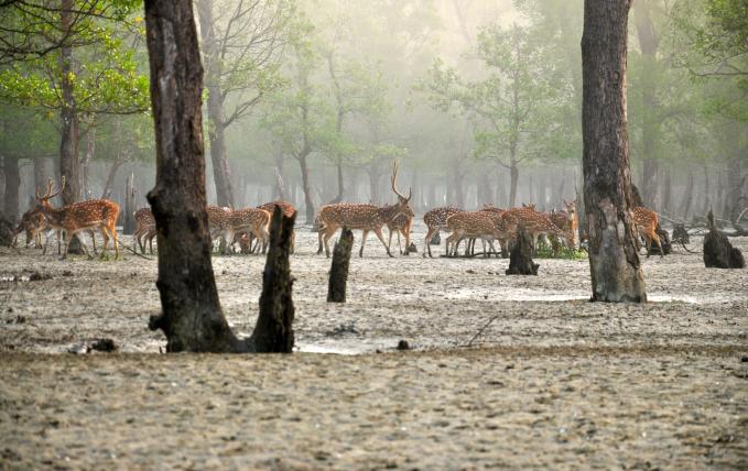 Die Leibspeise der Königstiger in den Sundarbans sind Axishirsche, eine auf dem indischen Subkontinent verbreitete Hirschart.