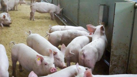Beim Tierwohlprogramm «Besonders tierfreundliche Stallhaltungssysteme» (BTS) ist Beschäftigung vorgeschrieben. Jörg Kenel bietet den Schweinen neben der Einstreu gepresste Dinkelspelzen aus einem Spender an der Wand an.