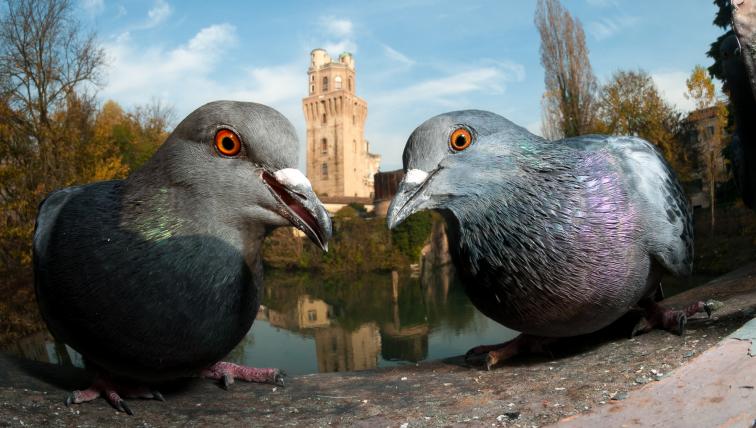 Strassentauben in Padua: Dritter Platz in der Kategorie «Urbane Vögel».