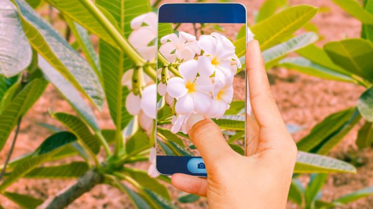 Mit dem Smartphone lässt sich herausfinden, welche Blume das ist.