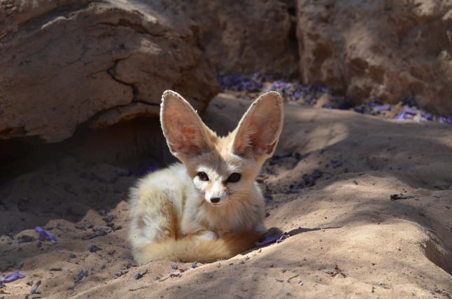 Fangen wir wie bei den Katzen klein an. Mit dem kleinsten aller Wildhunde, um genau zu sein – und das ist der Fennek (Vuples zerda). Er ist eine Fuchsart aus der Gattung Vulpes, die mit 12 Vertretern auch gleichzeitig die grösste Gattung unter den Hunden ist. Der Fennek bewohnt die Sahara. Über seine riesigen Ohren kann er Wärme abgeben und sich so vor der Hitze schützen. Die Kopf-Rumpf-Länge ist 33 bis 39 Zentimeter.