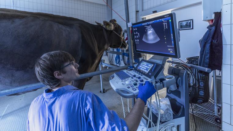 Der Ultraschall von Sierras Bauch zeigt Oberarzt Thibaud Kuca, dass sie immer noch an einer Entzündung leidet.