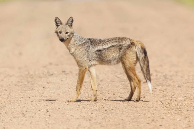 Der Streifenschakal ist grösser als der Schabrackenschakal und lebt im Gegensatz zu ihm vor allem in bewaldten Gebieten im zentralen und südlichen Afrika, während der Schabrackenschakal offenes Gelände vorzieht. Allen Schakalen gemeinsam ist, dass sie gute Läufer sind mit schlanker Gestalt und langen Beinen.