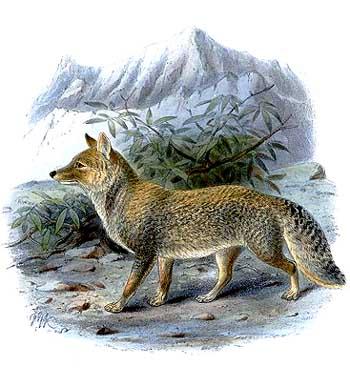 Ähnlich kalt ist es in der Heimat des Tibetfuchses (Vulpes ferrilata), der im tibetischen Hochland, in den Himalaya-Ländern Nepal und Bhutan sowie im Norden Indiens und in China auf Höhen von 2500 bis 5200 Metern lebt.