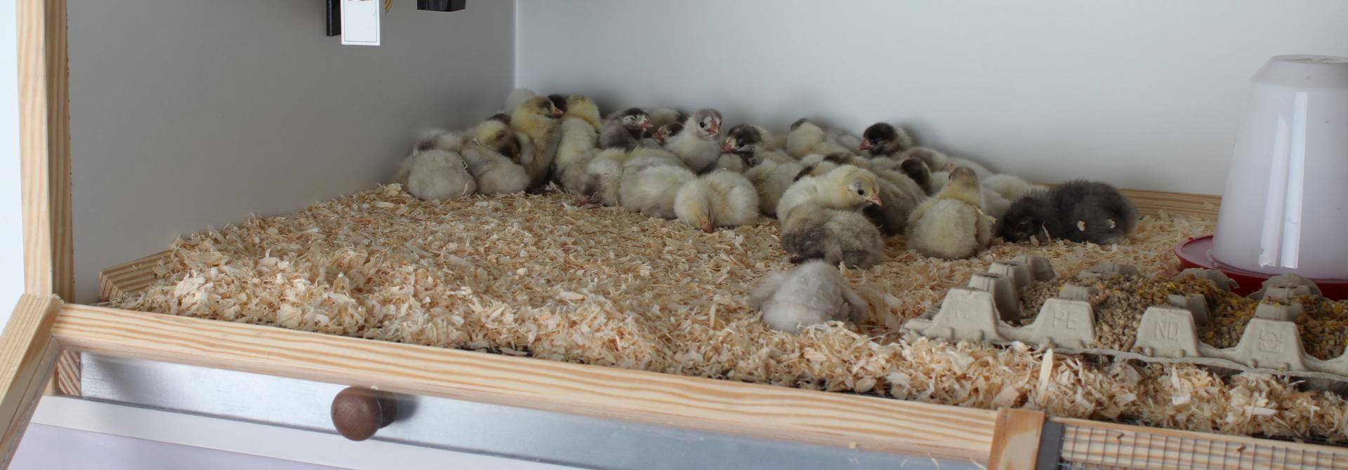 Eine erfolgreiche Brut braucht Geduld - tierwelt.ch | TierWelt
