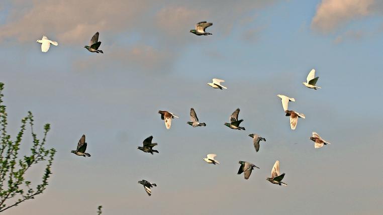 Die Brieftauben sind zurzeit nur im Freiflug über ihren Taubenschlägen.