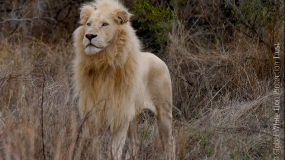 Der weisse Löwe Assagaia im Schutzgebiet des Global White Lion Protection Trust.