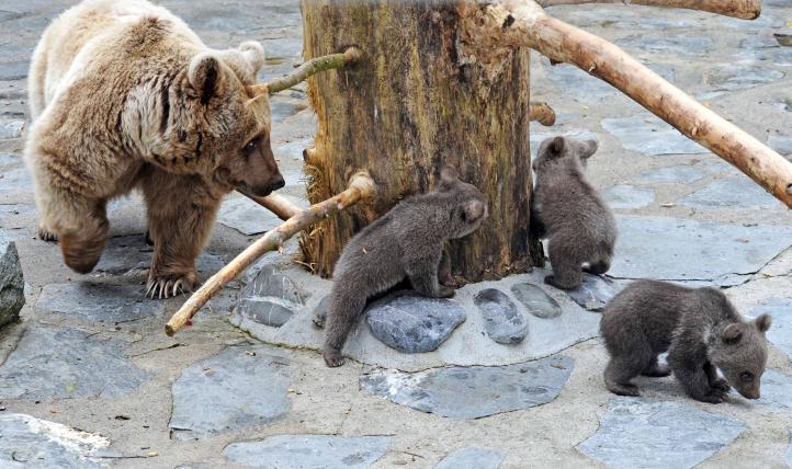 Drei kleine Bärchen im Zoo von Servion - tierwelt.ch | TierWelt