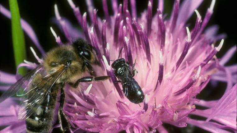 Eine gewöhnliche Keulhornbiene (rechts,Ceratina cyanea) sitzt neben einer Honigbiene (links,Apis mellifera) und teilen sich den Nektar.ö