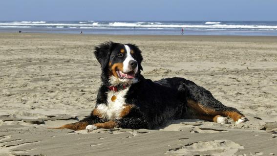 Sennenhunde sind mittlerweile auf der ganzen Welt beliebt, deshalb sind die Hunde aus den Alpen manchmal auch am Strand anzutreffen.