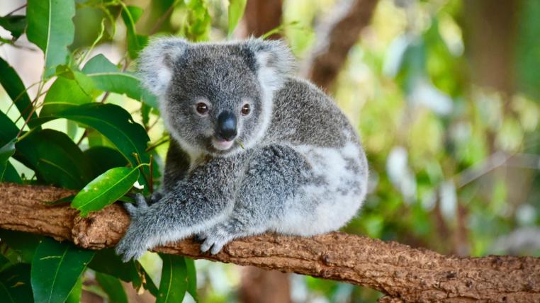 Possierlich und sensibel: Koalas zeigen eine ungewöhnliche Reaktion auf Stress.