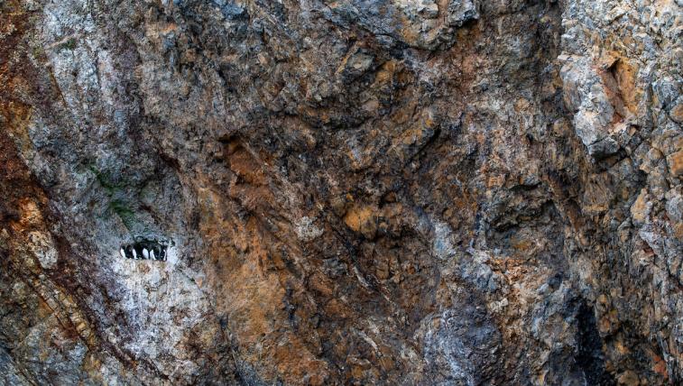 Diese im Fels versteckten Dickschnabellummen bescherten Christian Tuckwell Smith den Preis der Redaktion des «Wild Planet Photomagazin».