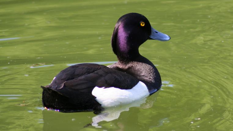 Wildlebende Wasservögel überwinterten auch an Schweizer Seen. Ein Risiko sind unter anderen Wildenten die Wiesen kontaminieren, auf denen sie meist nachts nach Nahrung suchen (auf dem Bild zu sehen: Reiherente, ).