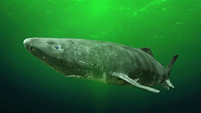 Der Älteste Der Grönlandhai (Somniosus microcephalus) ist der Methusalem der Meere. Er kann bis zu 500 Jahre alt werden. Dies ist die längste bekannte Lebensdauer aller Wirbeltierarten. Vor fünf Jahren haben Forscher anhand der Augenlinse das Alter einiger Grönlandhaie bestimmt. Bei einem Exemplar kamen sie auf stolze 392 Jahre. Lebensraum: Die vier bis acht Meter grossen und bis zu 2,5Tonnen schweren Kolosse halten sich am liebsten in den arktischen Gewässern des Nordatlantiks auf. Ernährung: Trotz seiner langsamen Fortbewegung erbeutet der Grönlandhai gekonnt Fische und Robben. Besonderheit: Über 2000 Meter tief kann der riesige Hai tauchen. Auch das ist rekordverdächtig. Bedrohung: Obwohl wenig über die Tiere bekannt ist, gelten sie als potenziell gefährdet.
