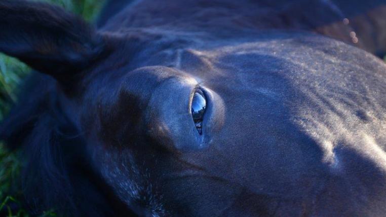 Wenn ein Pferd unter starken Schmerzen leidet, ist die Euthanasie eine Erlösung.
