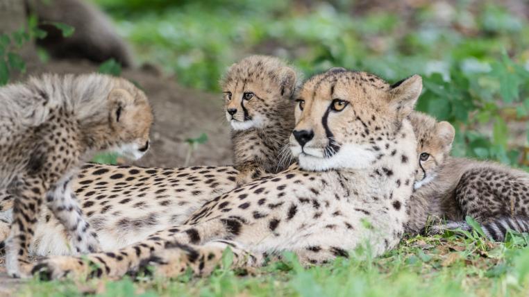 Junge Geparden im «Zolli» - tierwelt.ch | TierWelt