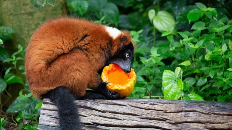 Frisch geerntet: Ein Roter Vari frisst im Masoala Regenwald eine Papaya. Die Frucht ist im Regenwald gewachsen und der Lemur hat sie sich selber geholt.