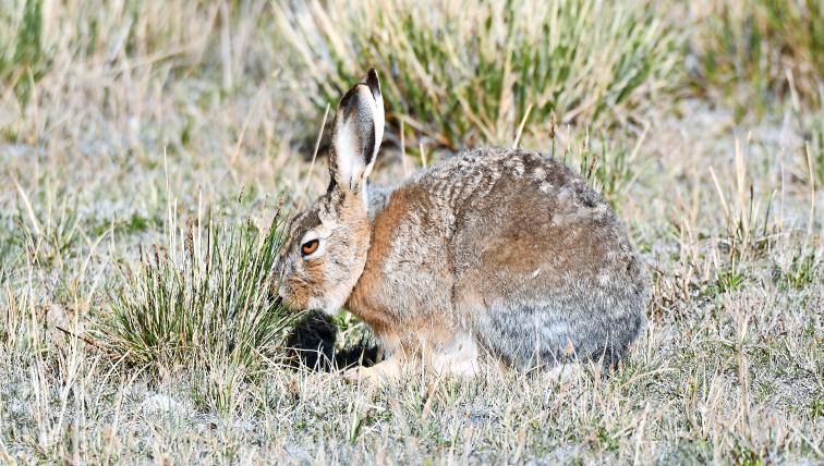 Tibetanischer Wollhase (Lepus oiostolus): Dieser scheue und einzelgängerische Hase sucht sich auf zentralasiatischen Bergwiesen auf bis zu 5300 Metern Höhe ein Plätzchen mit leckeren Kräutern und kehrt jeden Abend dahin zurück, um zu fressen.