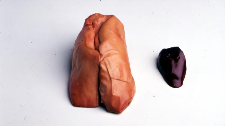 Durch das Stopfen mit Unmengen von Futter vergrössert sich die Leber von Gänsen. Links eine «Foie gras» rechts das gesunde Organ.