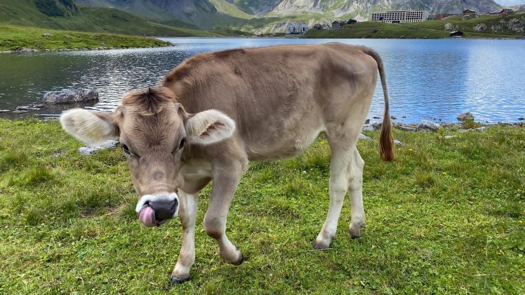 Der Schweizer Bauernverband ärgert sich über Fleisch-Aktionen im Detailhandel.