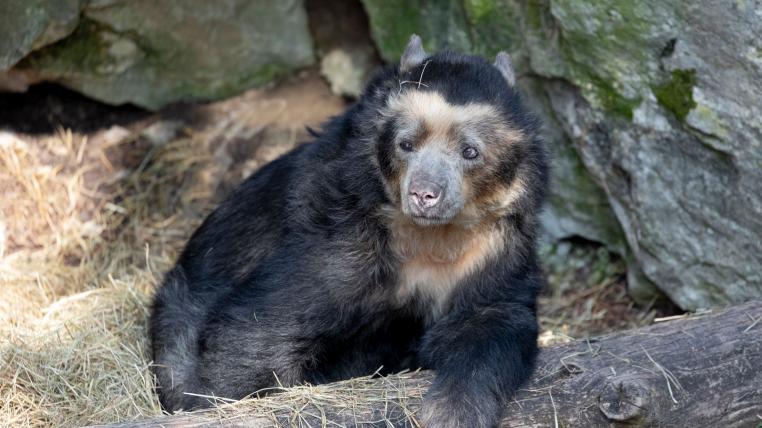 Der Brillenbär wird auch Andenbär genannt, da die Art in diesem Gebiet vorkommt. Sisa wurde 1992 im Zoo Zürich geboren.