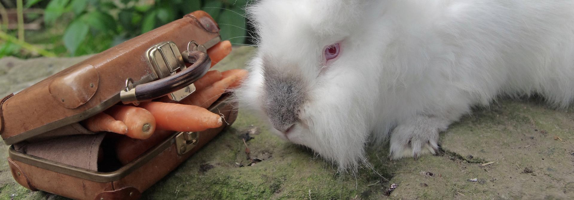 Kaninchen mit Koffer voller Rüebli