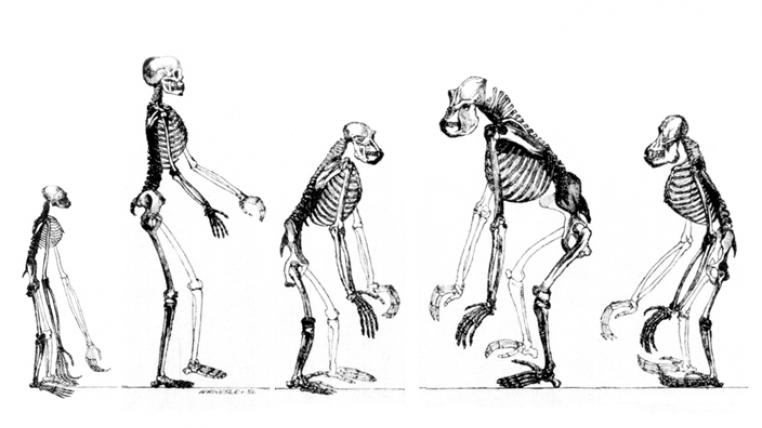 Die Skelette der Menschenartigen im Vergleich (von links nach rechts): Gibbon (die 15 Gibbon-Arten werden als Kleine Menschenaffen bezeichnet), Mensch, Schimpanse, Gorilla, Orang-Utan. In diesen vier Gattungen gibt es insgesamt sieben rezente Arten, sie bilden die Familie der (Grossen) Menschenaffen.