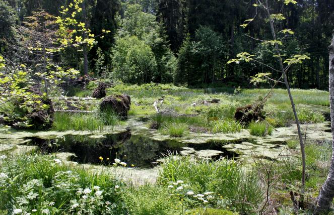 Eine der Kampagnen zur Rettung unberührter Naturlandschaften: Im Pro Natura Schutzgebiet Les Pontins BE lässt sich beobachten, wie sich ein renaturiertes Moor ungestört entwickelt.