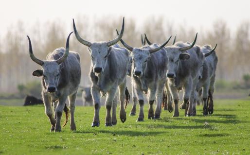 Auch bei den Kühen des Ungarischen Graurinds sind die Hörner grosse und ausladende Hörner.