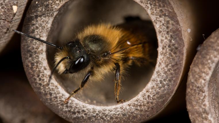 Wildbienen haben verschiedene Strategien entwickelt, um satt zu werden – abhängig von den Orten, an denen sie leben.