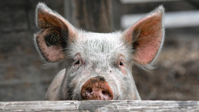 Im Tierreich gehören Schweine zu den Intelligentesten.