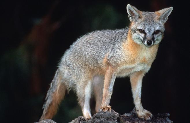 Ebenfalls zu den echten Füchsen wird die Gattung Urocyon gezählt. Zu ihr gehört unter anderem der Graufuchs (Urocyon cinereoargenteus), dessen Verbreitungsgebiet sich vom Süden Kanadas bis nach Venezuela erstreckt. Der Graufuchs war einst der häufigste Fuchs der USA. Menschliche Aktivität und Abholzung haben aber dazu geführt, dass der Rotfuchs als Kulturfolger heute in Osten häufiger ist.
