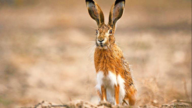 Iberischer Hase (Lepus granatensis): Der Spanier unter den Hasen ist etwas kleiner als unser Feldhase. Sonst unterscheidet er sich vor allem durch sein weisses Bauchfell von ihm. Der Iberische Hase ist übrigens nicht nur auf dem Festland zu Hause, frühe Siedler haben ihn auch auf Mallorca eingeführt.