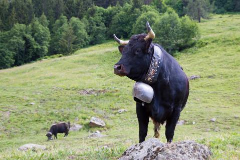 Kühe mit kurzen, nach oben gerichteten Hörnern prägen heute die Alpen – wie diese Eringerkuh aus dem Wallis.