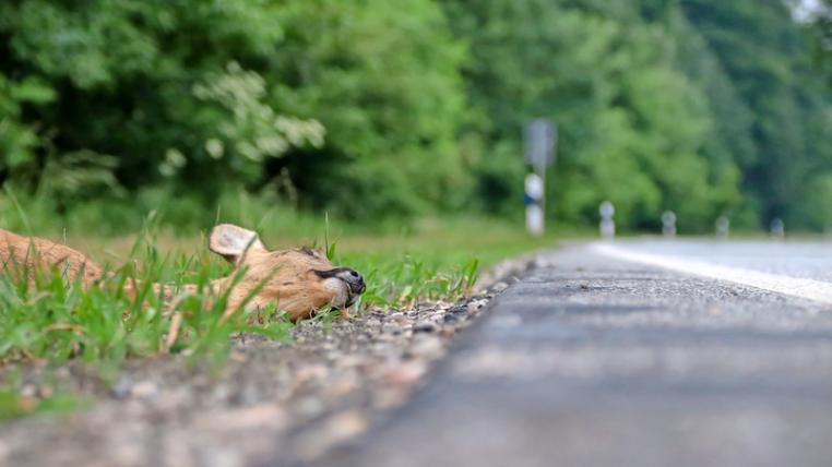 Schon 2019 berichtete die «Tierwelt» dass im Durchschnitt auf Schweizer Strassen ein Reh pro Stunde an den Folgen eines Zusammenstosses mit einem Auto stirbt (Themenbild). Die Unfälle mit Tieren nimmt nun anderswo zu: im Freizeitbereich, mit Hunden und Katzen.
