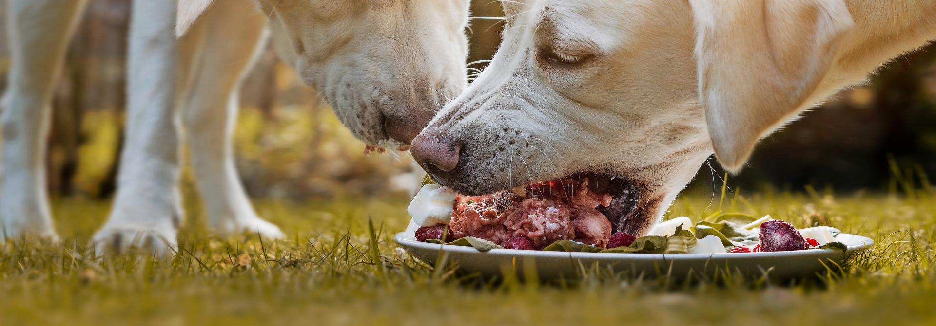 Zwei Hunde fressen Rohfutter