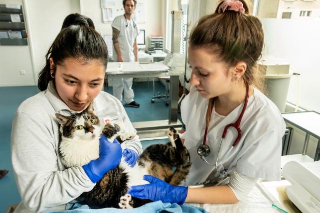 ..., worauf Tierärztin Soraya Arrigoni (r.) Kontrollen vornimmt. Hilfe erhält sie dabei von der Tiermedizinischen Praxisassistentin Stephanie Monegat.