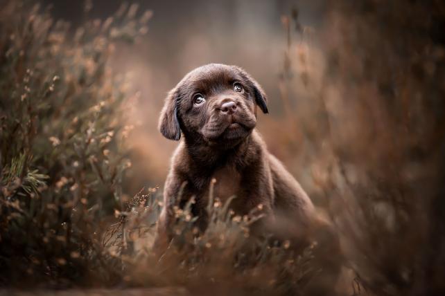 Lotte van Alderen aus den Niederlanden wird in der Kategorie «Puppies» Dritte. Sie fotografierte dafür den kleinen Labrador Retriever Noah.