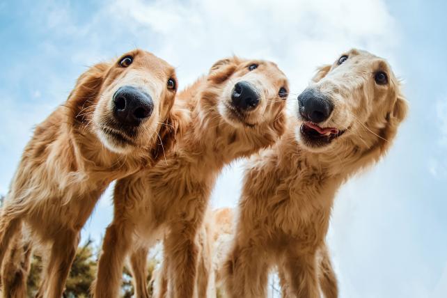 Diese drei Barsoi-Hunde wurden vom Fotografen Tianhang Zhang aus China adoptiert und aufgezogen. Mit dem Foto wird Zhang Zweiter in der Kategorie «Resuce Dogs».