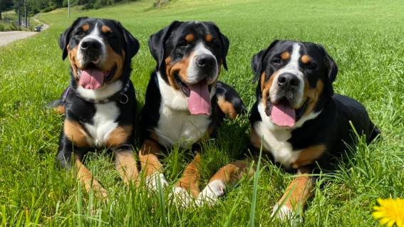 Die Grossen Schweizer Sennenhunde sind, wie der Name schon sagt, die Grössten der vier Rassen und können bis zu 60kg wiegen.