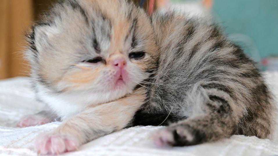 Diese kleine Exotic-Shorthair-Katze wurde Mitte Oktober geboren.