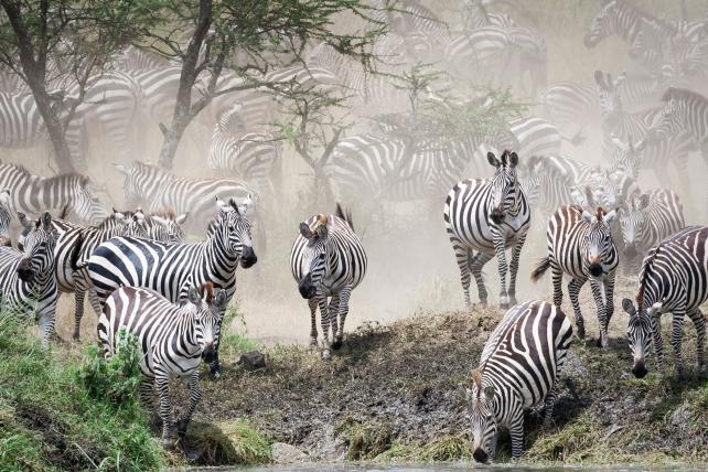 «Zebras am Wasser» von Nico Moser aus Hersberg BL.