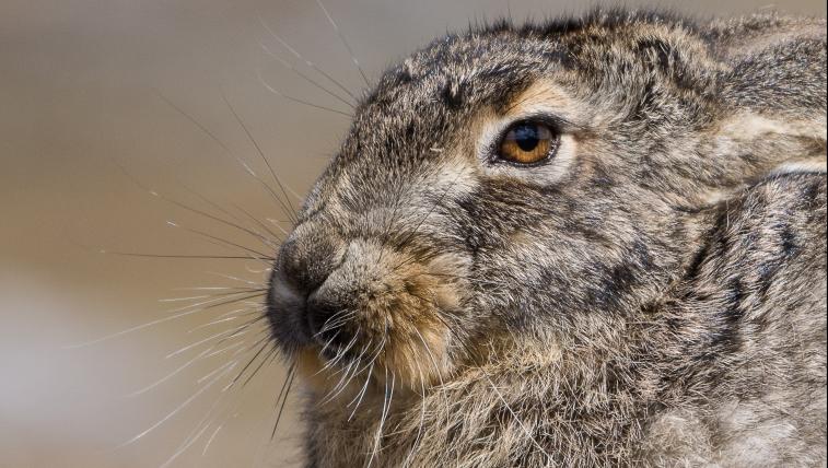 Abessinischer Hase (Lepus habessinicus): Er lebt am Horn von Afrika, in offenem Grasland, aber auch in Savannen und wüstenartigen Gebieten. Einige Experten denken, bei ihm handelt es sich um eine Unterart des Kaphasen. Da sich der Lebensraum der beiden Arten jedoch überschneidet, wird das angezweifelt.