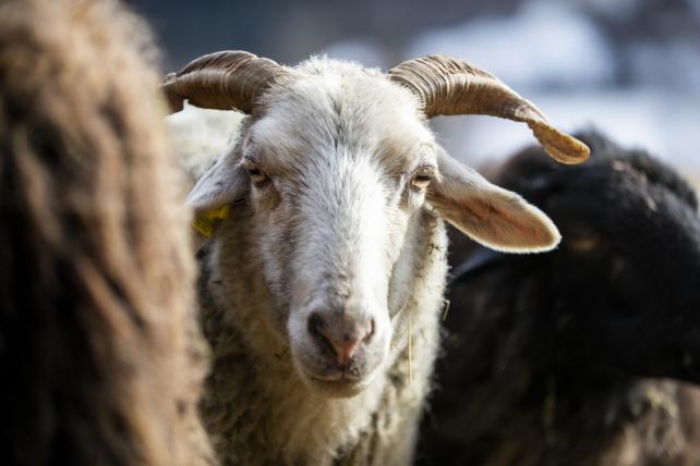 Bündner Oberländer Schafe sind optisch Individualisten: Die einen sind hell, andere dunkel, mal sind sie behornt, mal eben nicht.