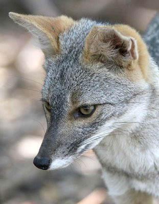 Während der Culpeo der grösste der Andenfüchse ist, ist der Sechurafuchs (Lycalopex sechurae) der kleinste. Er lebt in den Küstenwüsten Nordperus und Südecuadors.